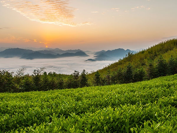 益陽(yáng)安化?天下茶道、云臺(tái)山、茶香花海2日游
